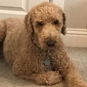 Meet your Posher, Kerri